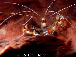 coral banded shrimp by Trent Hebrlee 